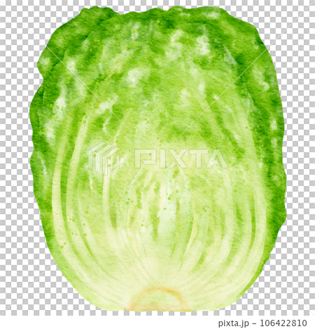 watercolor chinese cabbage kimchi clipart 106422810