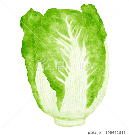 watercolor chinese cabbage kimchi clipart watercolor chinese cabbage kimchi clipart 106422811