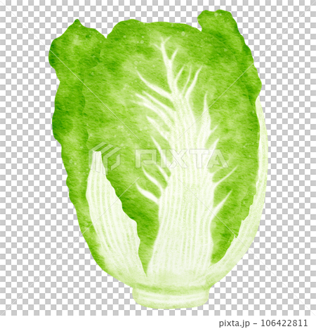 watercolor chinese cabbage kimchi clipart 106422811