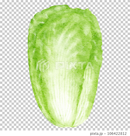 watercolor chinese cabbage kimchi clipart 106422812