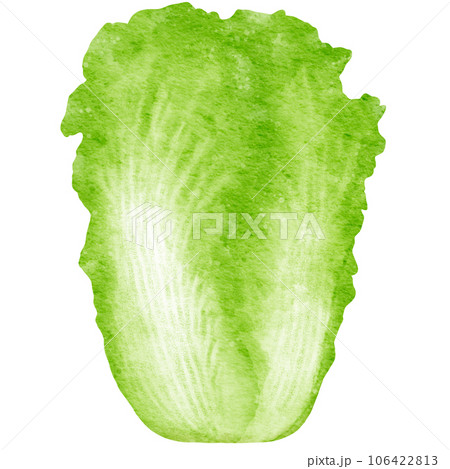 watercolor chinese cabbage kimchi clipart 106422813