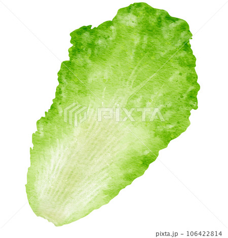 watercolor chinese cabbage kimchi clipart watercolor chinese cabbage kimchi clipart 106422814