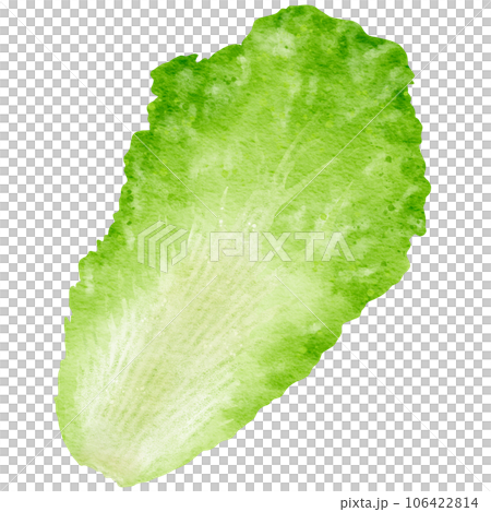watercolor chinese cabbage kimchi clipart 106422814