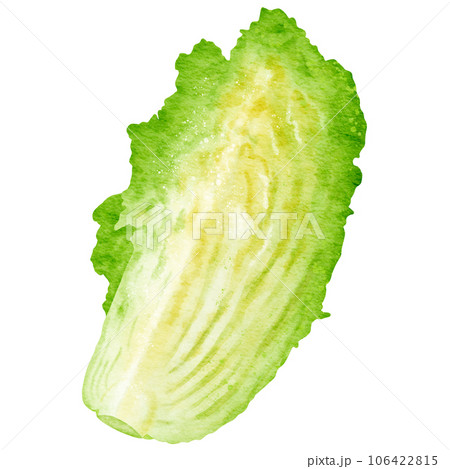 watercolor chinese cabbage kimchi clipart 106422815