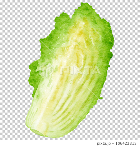 watercolor chinese cabbage kimchi clipart 106422815