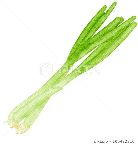 watercolor spring onion kimchi clipart 106422816