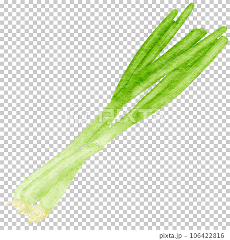 watercolor spring onion kimchi clipart 106422816