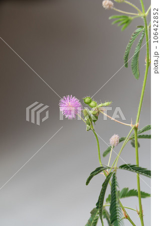 オジギソウの花と実 オジギソウの花と実 106422852