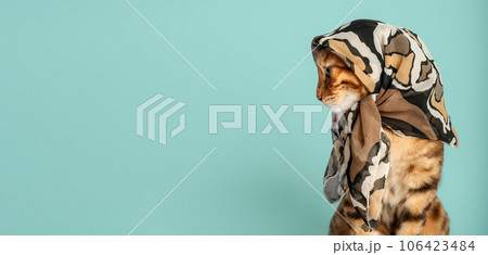 Funny cat in a summer scarf against a turquoise wall. Funny cat in a summer scarf against a turquoise wall. 106423484