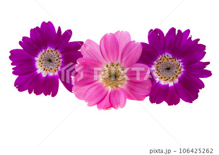 cineraria flower isolated cineraria flower isolated 106425262