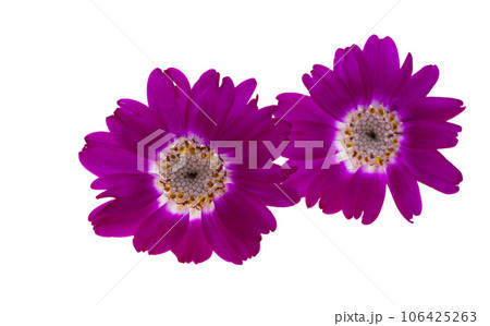 cineraria flower isolated cineraria flower isolated 106425263