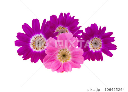 cineraria flower isolated cineraria flower isolated 106425264