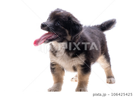 puppy isolated puppy isolated 106425425