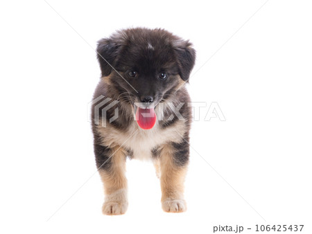 puppy isolated 106425437