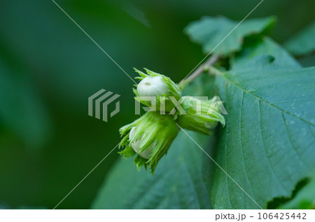 walnut hazel on a tree in summer walnut hazel on a tree in summer 106425442