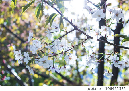 Cherry blossom petals on branches with green leaves 106425585