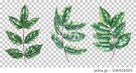 Oregon grape, Mahonia leaf, Holly leaves. Set of shiny green brunches. Watercolor illustration isolated on white background. For Christmas decoration, Xmas cards, New Year greetings 106426005