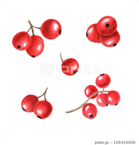 Composition of different bunch of red berries. Fresh juicy cranberries, currants, cowberries, rowan berry, holly berries. Watercolor illustration isolated on white background. For your design Composition of different bunch of red berries. Fresh juicy cranberries, currants, cowberries, rowan berry, holly berries. Watercolor illustration isolated on white background. For your design 106426006