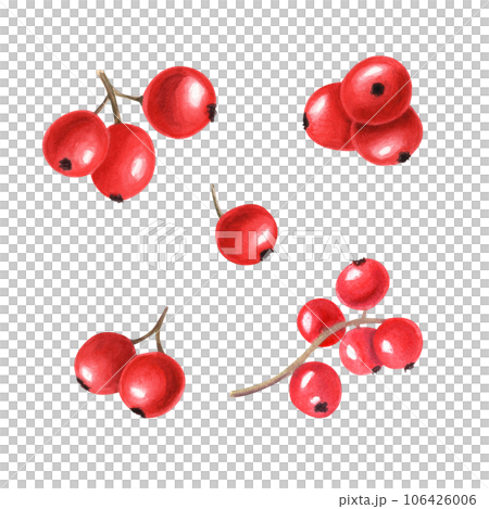 Composition of different bunch of red berries. Fresh juicy cranberries, currants, cowberries, rowan berry, holly berries. Watercolor illustration isolated on white background. For your design 106426006