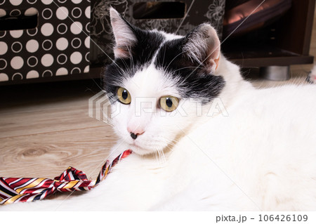 Big fat white cat lying on the floor in the sun 106426109