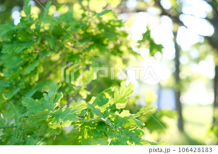 Beautiful natural background, close-up of tree branches against the background Beautiful natural background, close-up of tree branches against the background 106428183