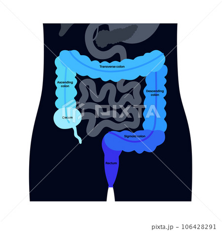 Large intestine anatomy 106428291