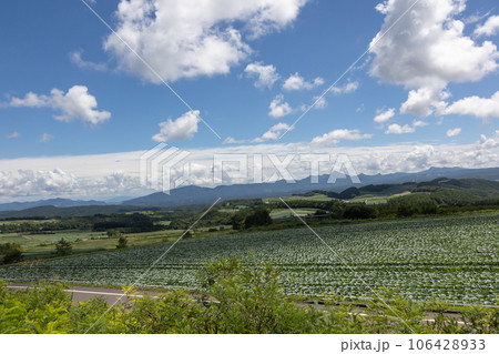 嬬恋村のキャベツ畑　群馬県 106428933