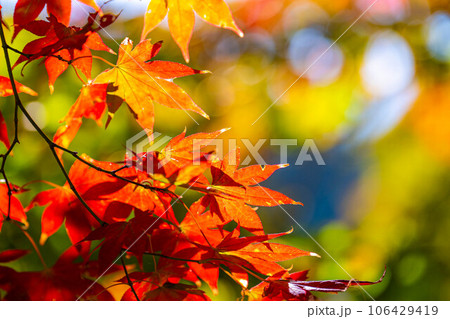 【紅葉素材】高遠城址公園の紅葉【長野県】 106429419