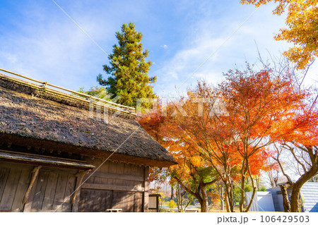 【紅葉素材】安曇野市・大王わさび農場の紅葉【長野県】 【紅葉素材】安曇野市・大王わさび農場の紅葉【長野県】 106429503