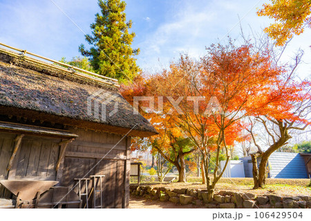 【紅葉素材】安曇野市・大王わさび農場の紅葉【長野県】 106429504