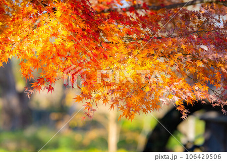 【紅葉素材】安曇野市・大王わさび農場の紅葉【長野県】 106429506