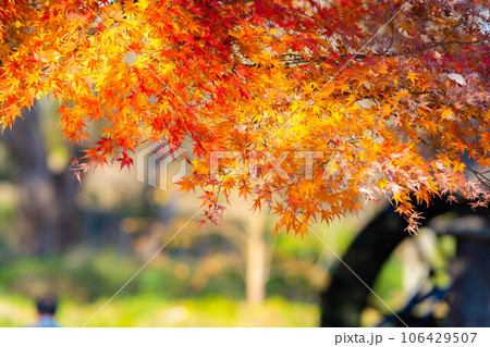 【紅葉素材】安曇野市・大王わさび農場の紅葉【長野県】 【紅葉素材】安曇野市・大王わさび農場の紅葉【長野県】 106429507