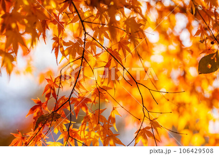 【紅葉素材】安曇野市・大王わさび農場の紅葉【長野県】 【紅葉素材】安曇野市・大王わさび農場の紅葉【長野県】 106429508