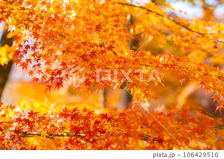 【紅葉素材】安曇野市・大王わさび農場の紅葉【長野県】 106429510