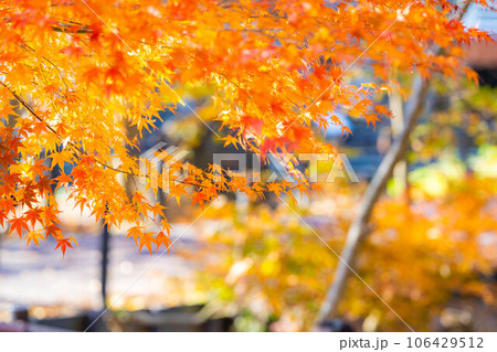 【紅葉素材】安曇野市・大王わさび農場の紅葉【長野県】 106429512