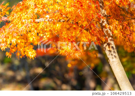 【紅葉素材】安曇野市・大王わさび農場の紅葉【長野県】 106429513
