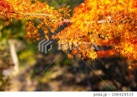 【紅葉素材】安曇野市・大王わさび農場の紅葉【長野県】 106429515