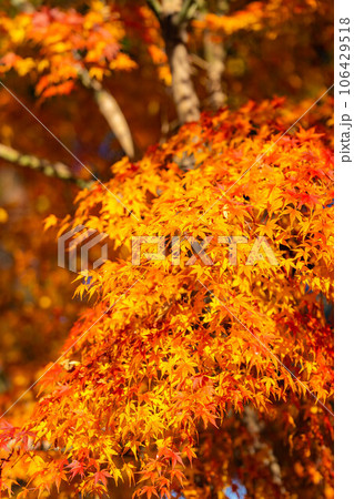 【紅葉素材】安曇野市・大王わさび農場の紅葉【長野県】 【紅葉素材】安曇野市・大王わさび農場の紅葉【長野県】 106429518