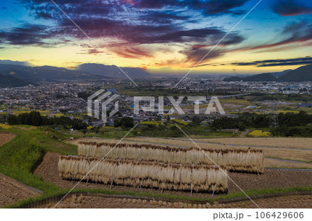 棚田から街並みを見下ろす秋の夕景 106429606