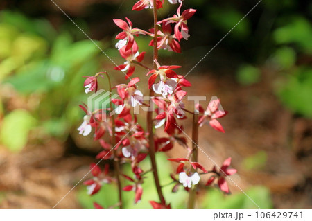 エビネの花 106429741