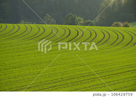 秋の緑のムギ畑 秋の緑のムギ畑 106429759