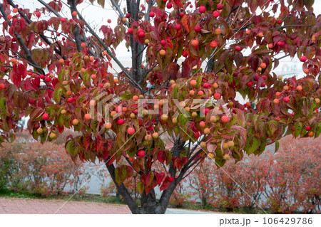 赤く実ったヤマボウシの実 106429786