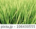 ひまわり 106430555