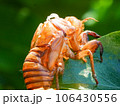 ひまわり 106430556