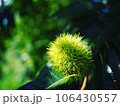 ひまわり 106430557