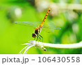 ひまわり 106430558