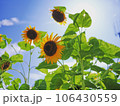 ひまわり 106430559