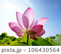 透き通るハス 106430564