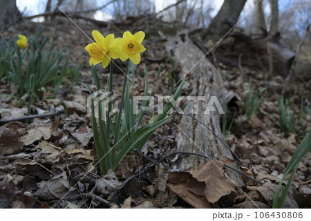 Amazing Yellow Daffodils flower In early spring . Spring background, flower landscape. Amazing Yellow Daffodils flower In early spring . Spring background, flower landscape. 106430806