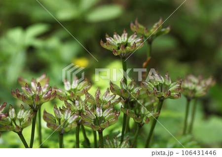 オウレンの花後 106431446